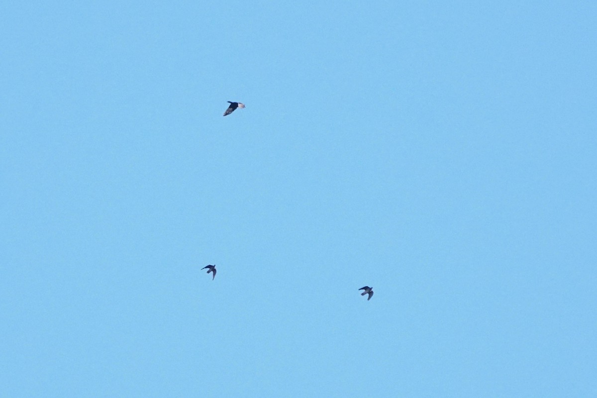 Band-tailed Pigeon - ML645695694