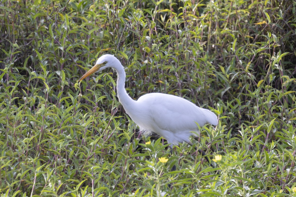 Great Egret - ML645695695
