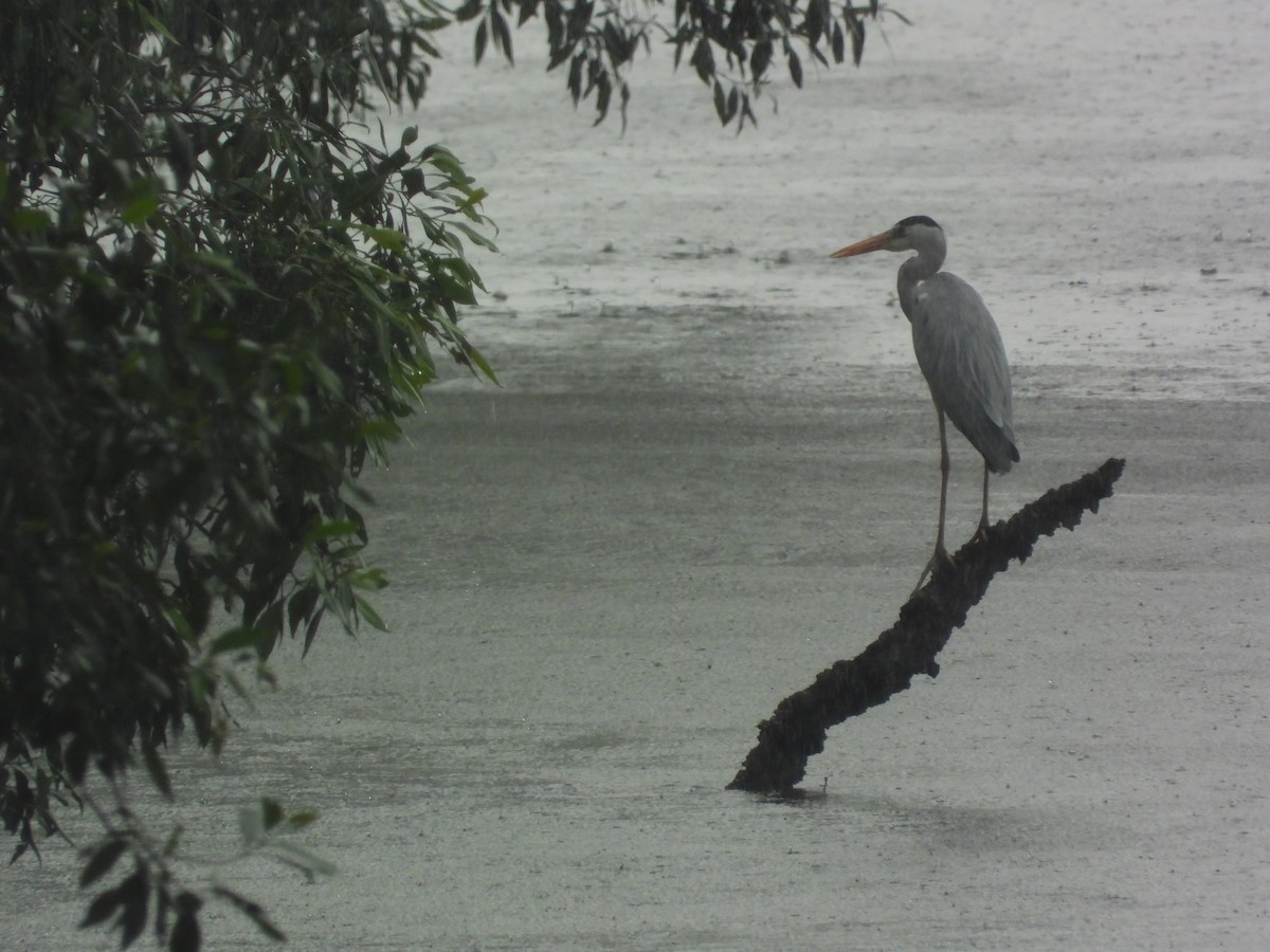 Gray Heron - ML645695696