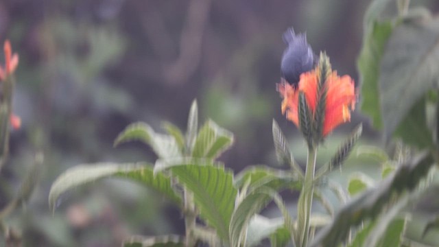 White-sided Flowerpiercer - ML645695698