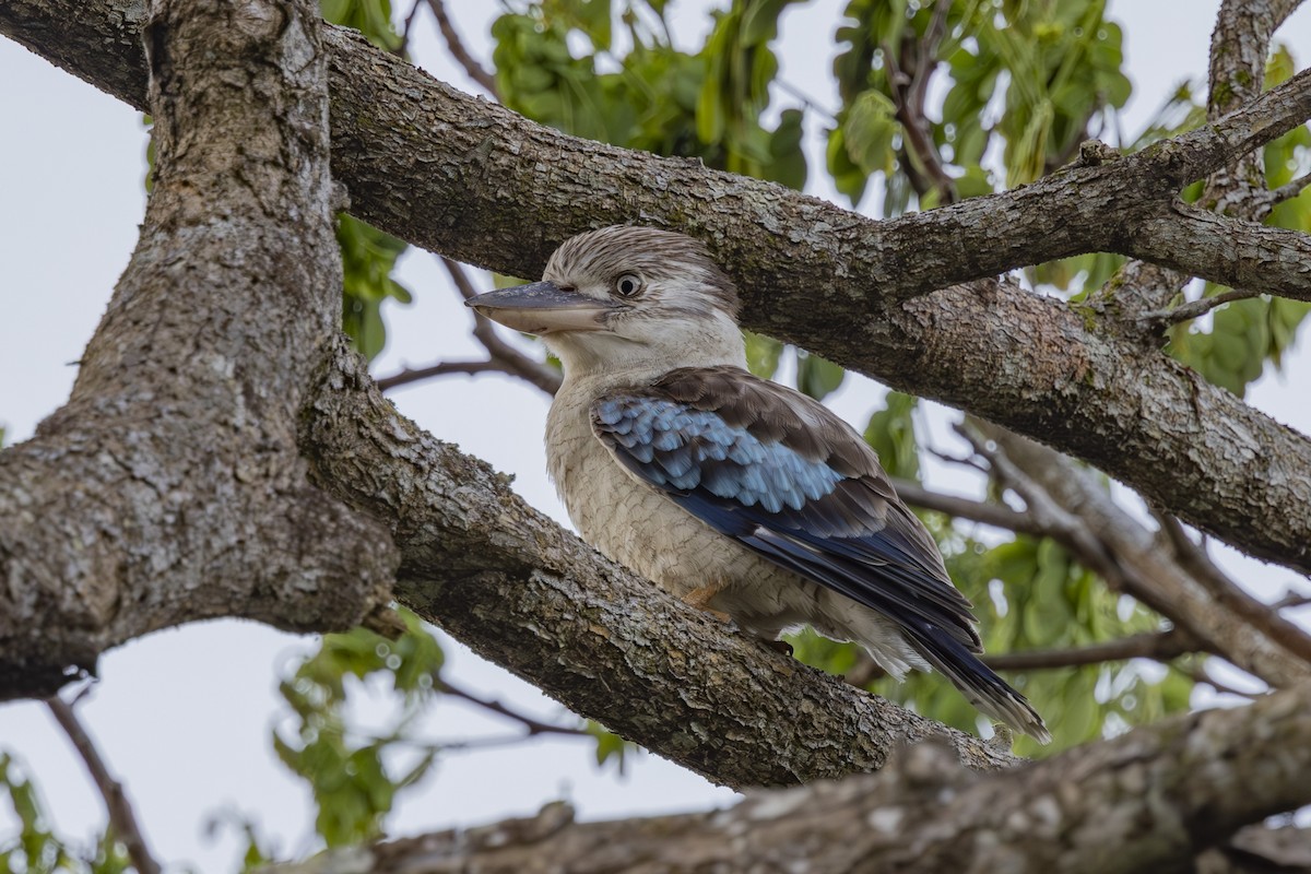 Cucaburra Aliazul - ML645695703