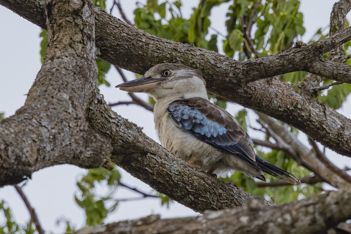 Cucaburra Aliazul - ML645695704