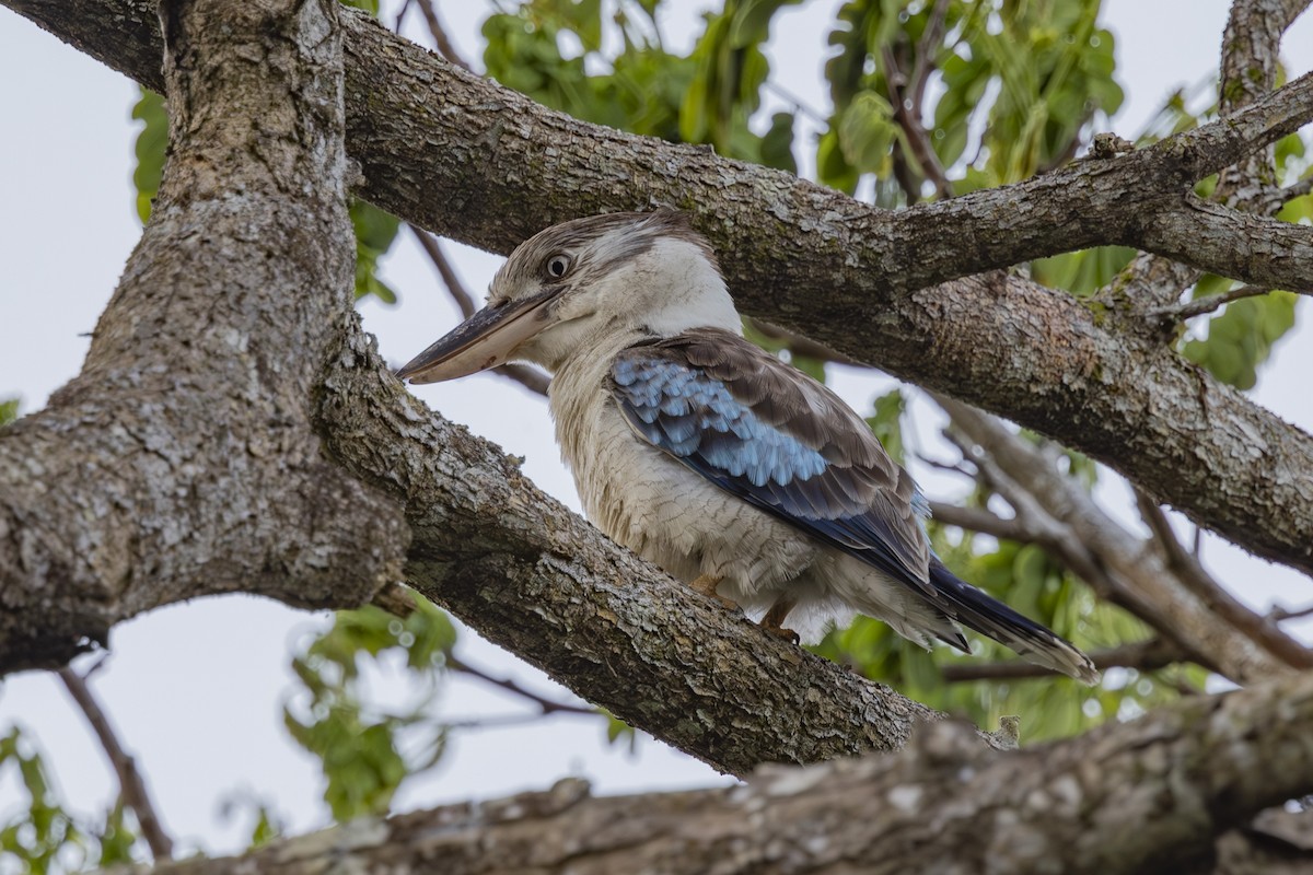 Cucaburra Aliazul - ML645695705