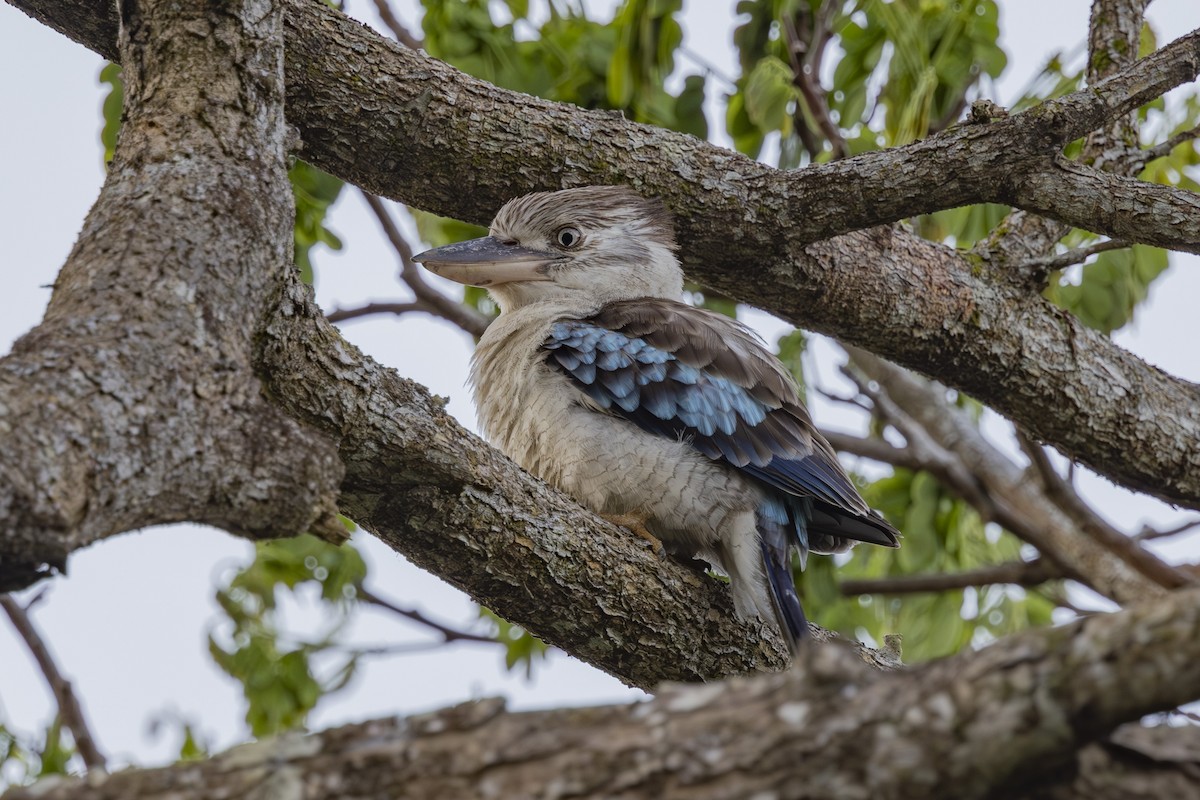 Cucaburra Aliazul - ML645695706