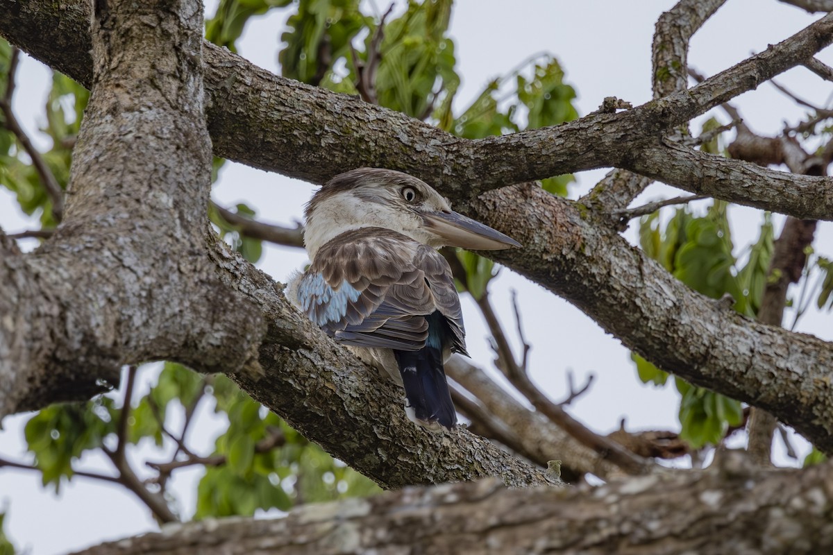 Cucaburra Aliazul - ML645695712