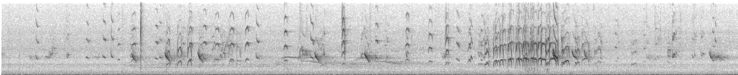 Gray Fantail (preissi) - ML645695713