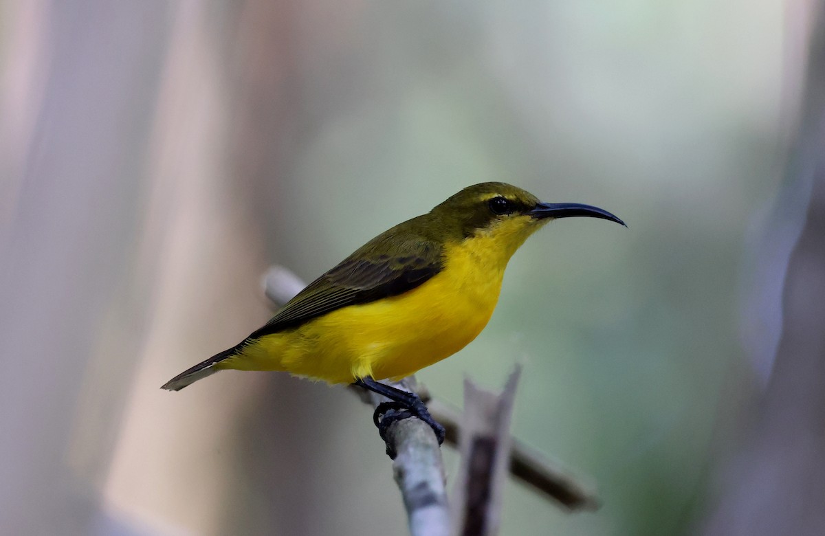 Sahul Sunbird - ML645695715