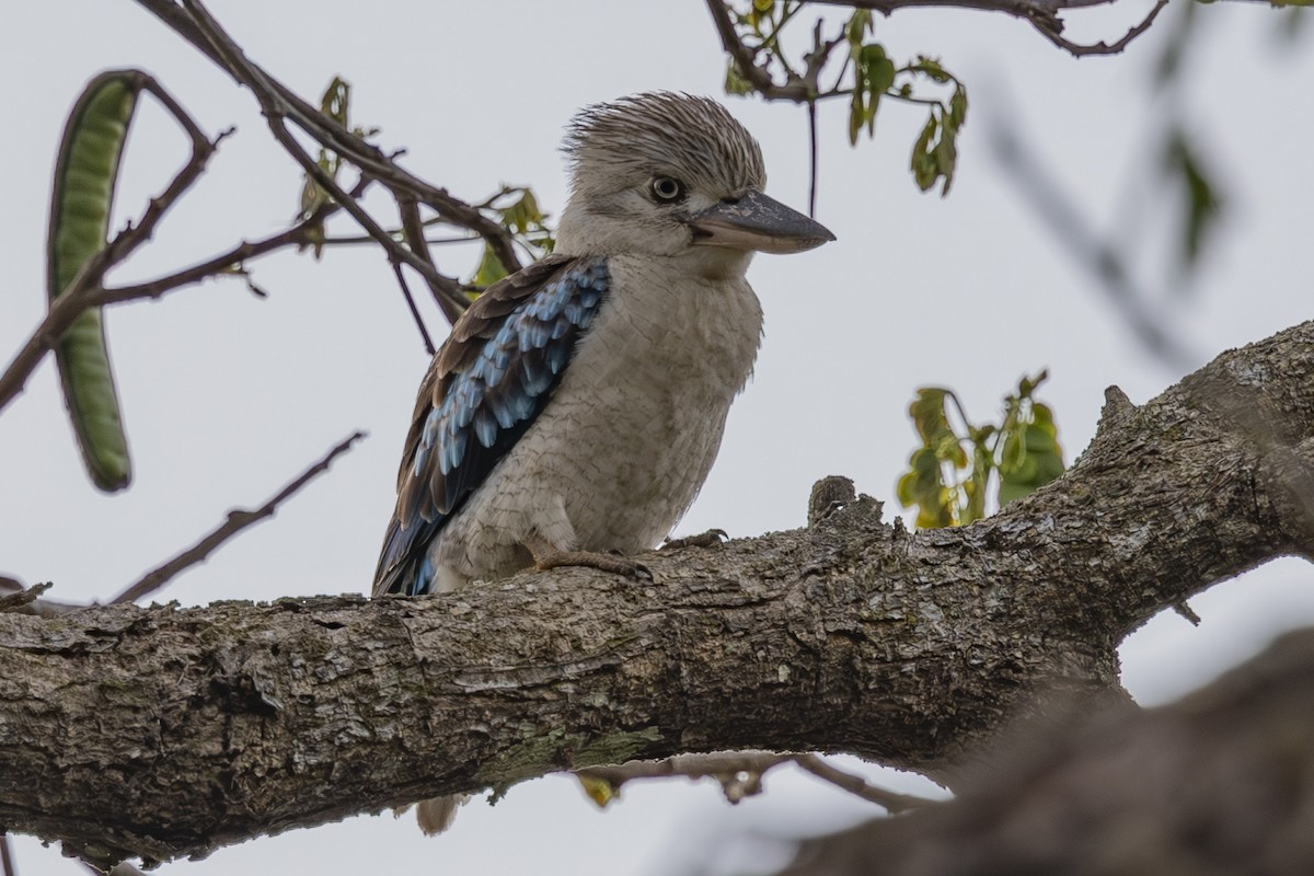 Cucaburra Aliazul - ML645695719