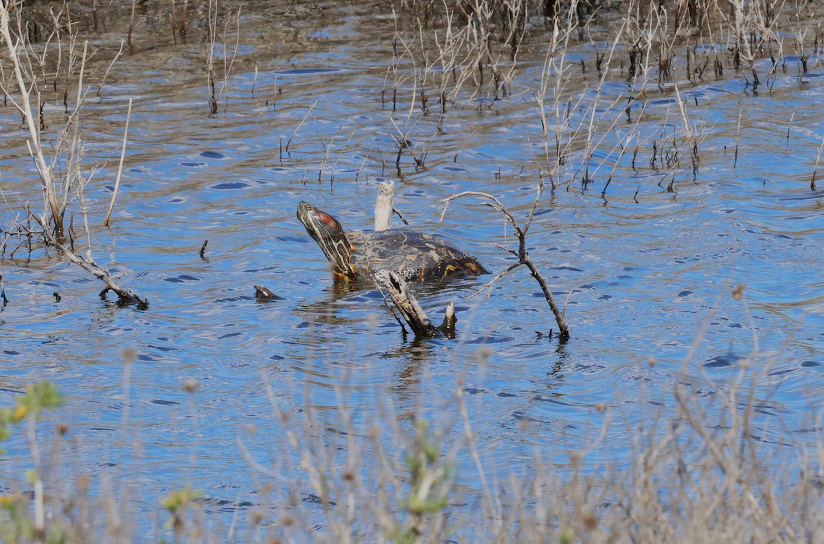 Red-eared Slider - ML645695724