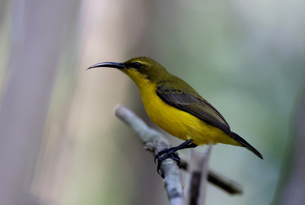 Sahul Sunbird - ML645695725