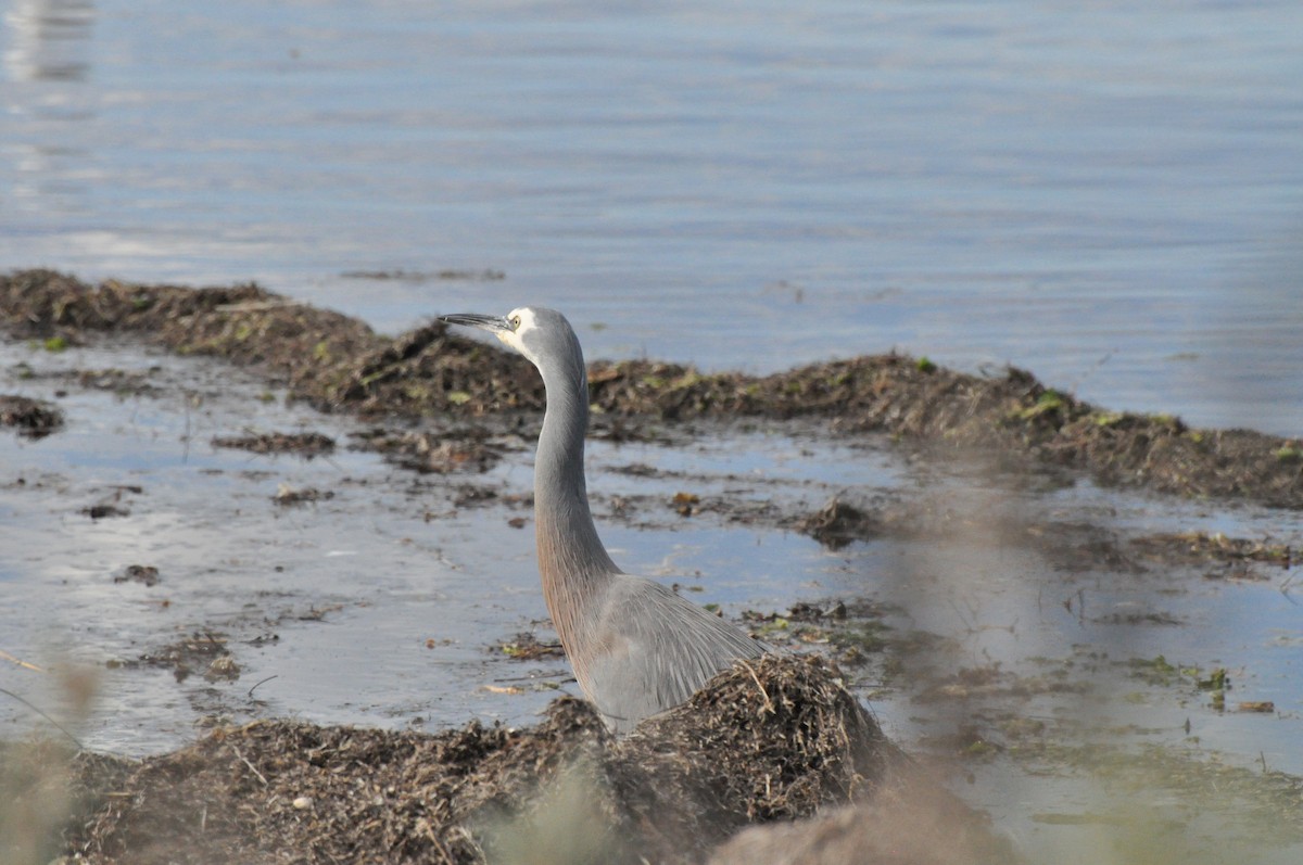 White-faced Heron - ML645695734