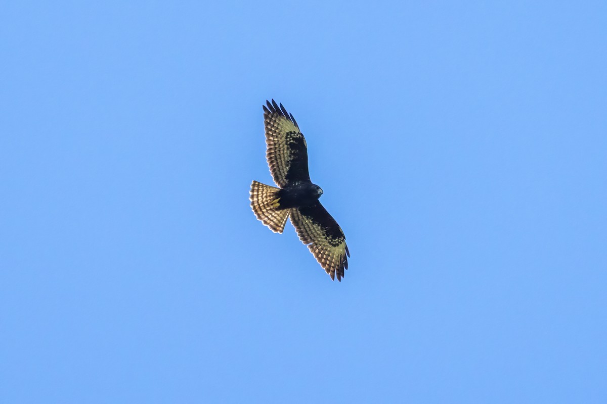 Short-tailed Hawk - ML645695739
