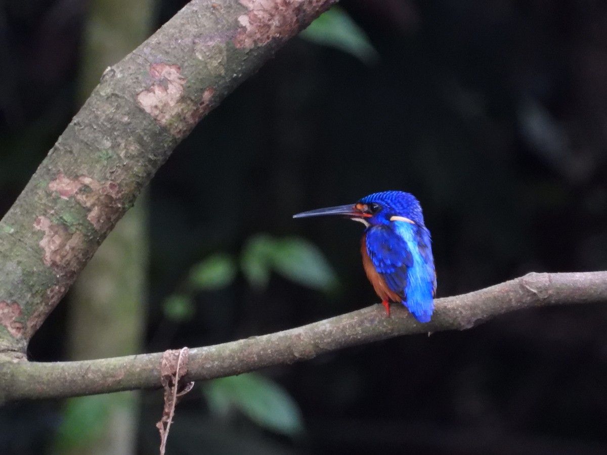 Meninting Yalıçapkını - ML645695740