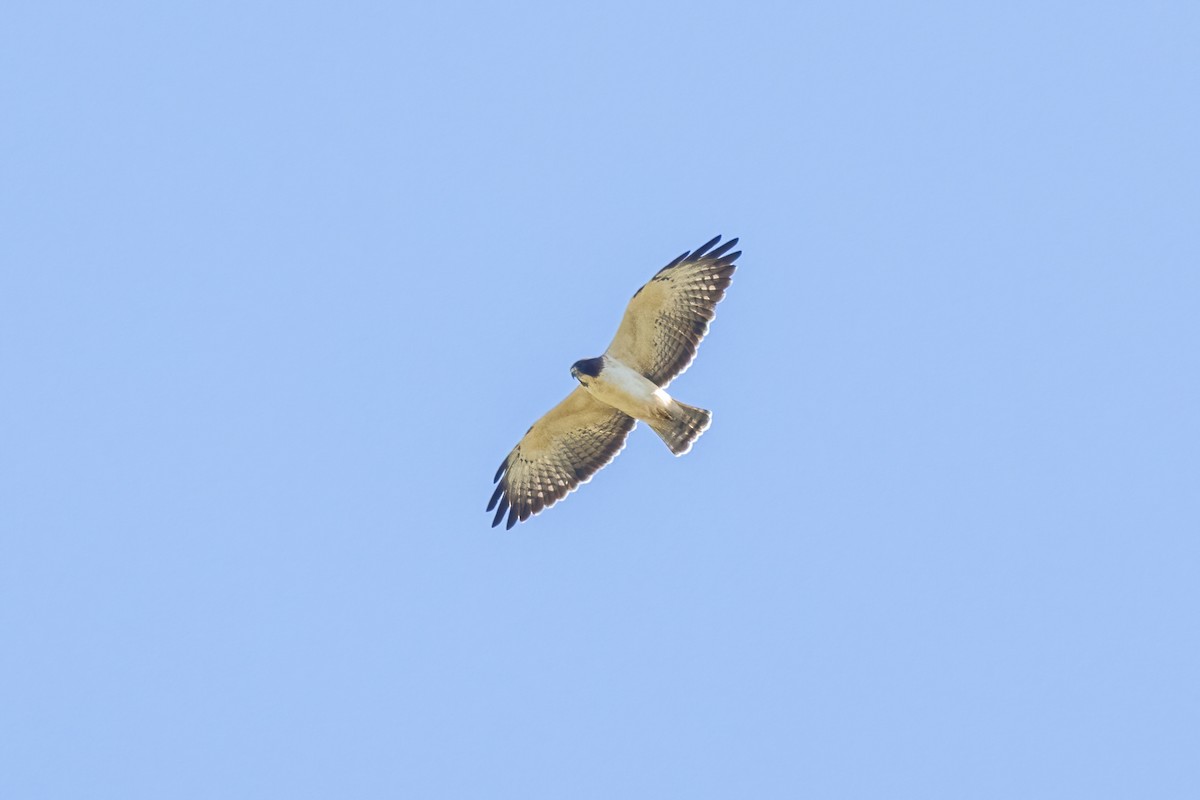 Short-tailed Hawk - ML645695747