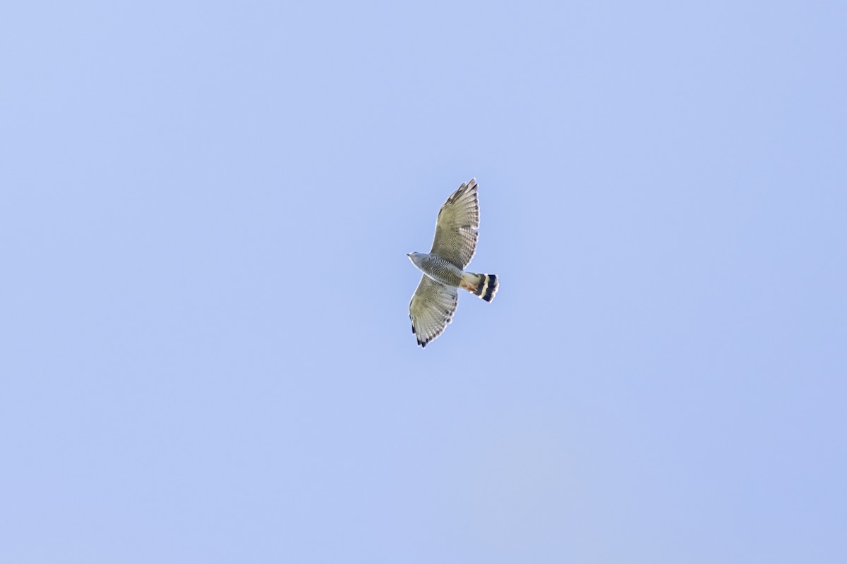 Gray Hawk - ML645695752