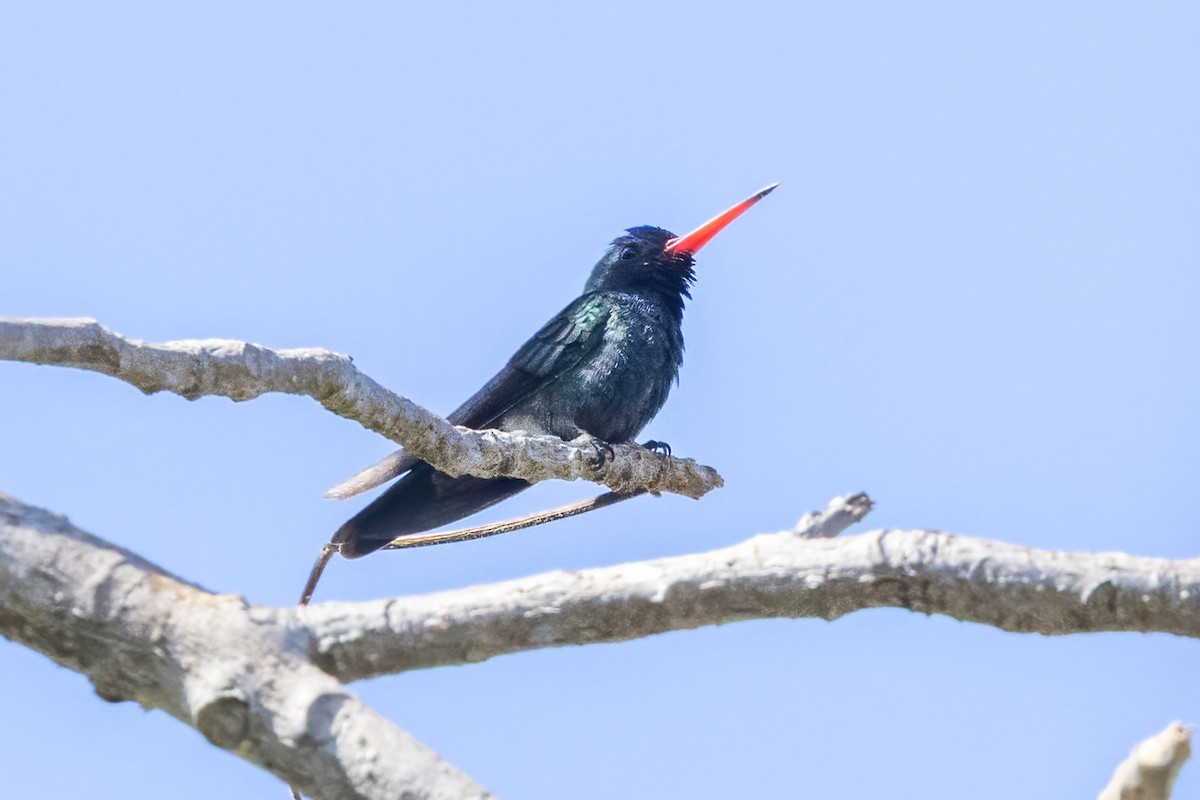 Turquoise-crowned Hummingbird - ML645695758