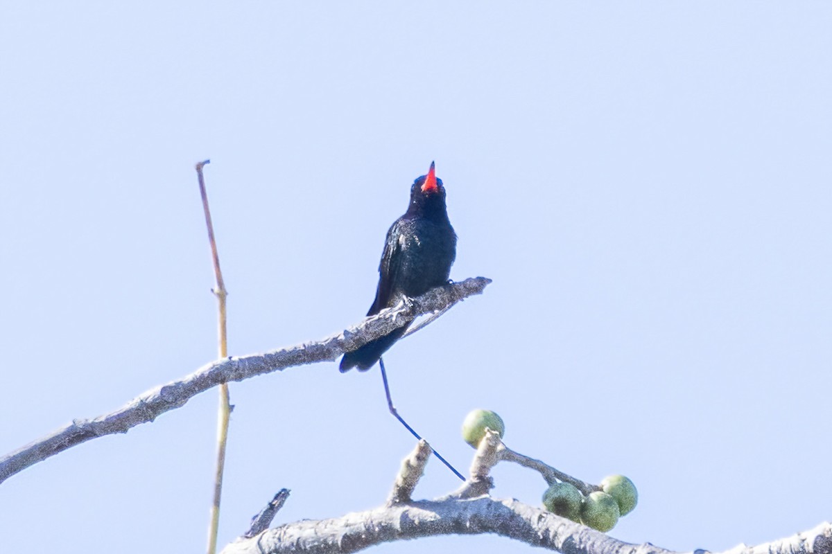 Turquoise-crowned Hummingbird - ML645695761