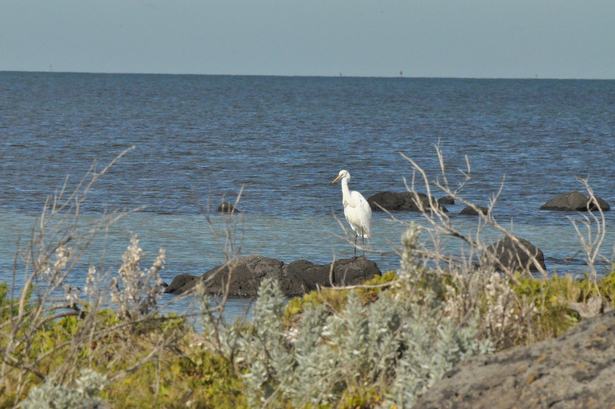 Garceta Grande - ML645695765