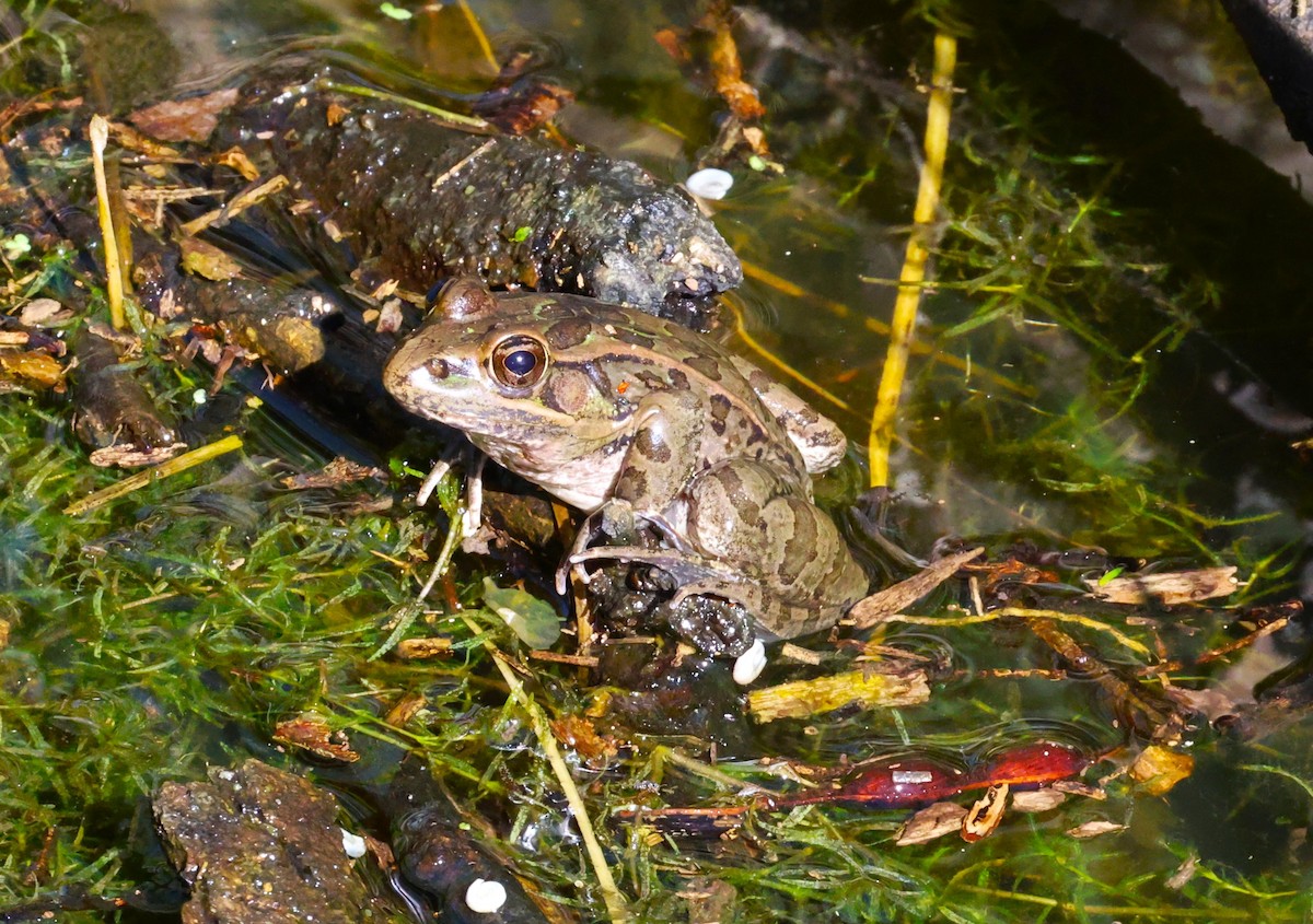 Rio Grande Leopard Frog - ML645695766
