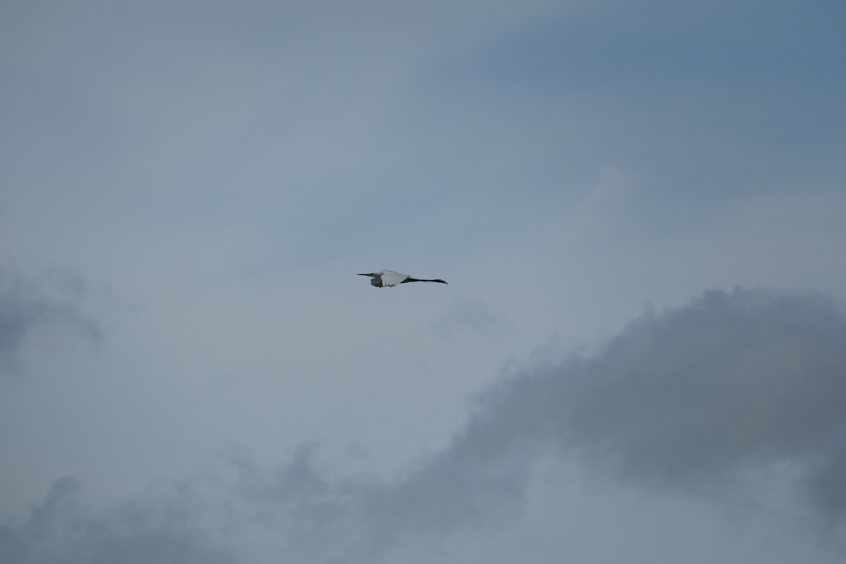 Garceta Grande - ML645695773