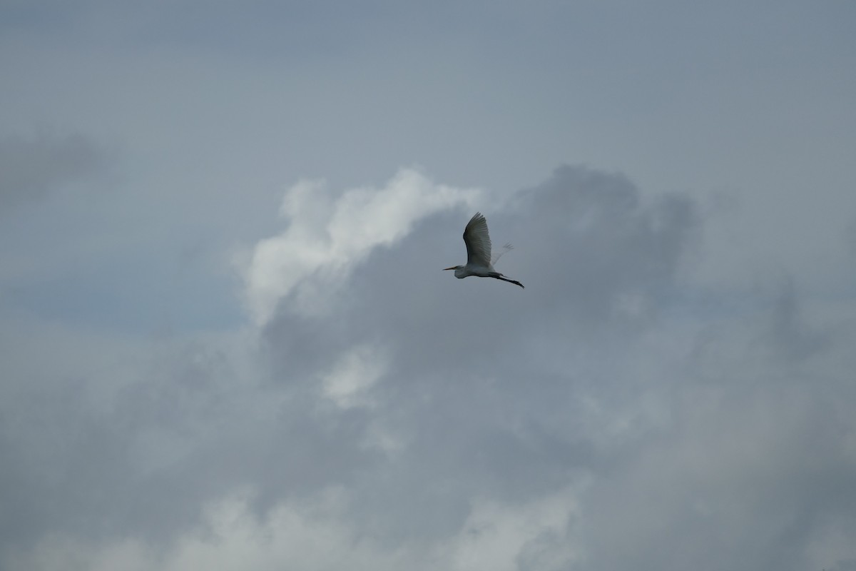 Garceta Grande - ML645695774