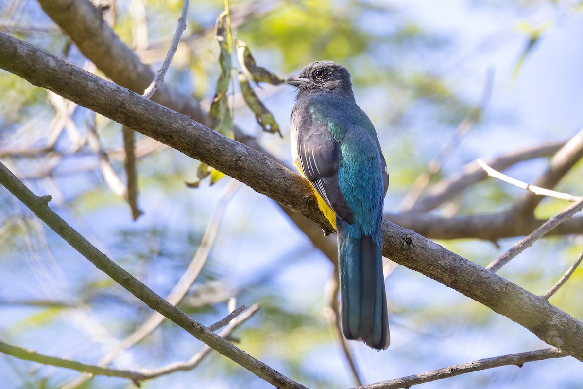 Citreoline Trogon - ML645695775