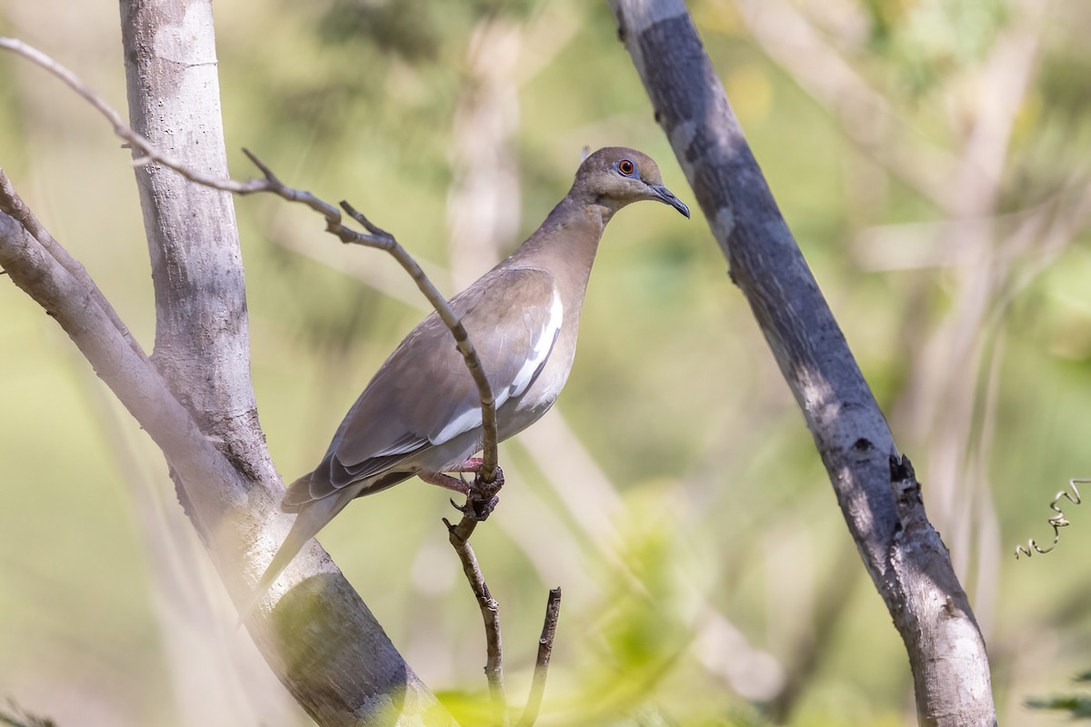 White-winged Dove - ML645695779