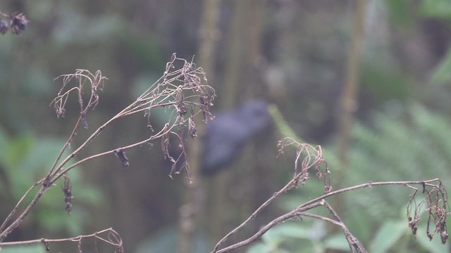 Unicolored Tapaculo - ML645695782