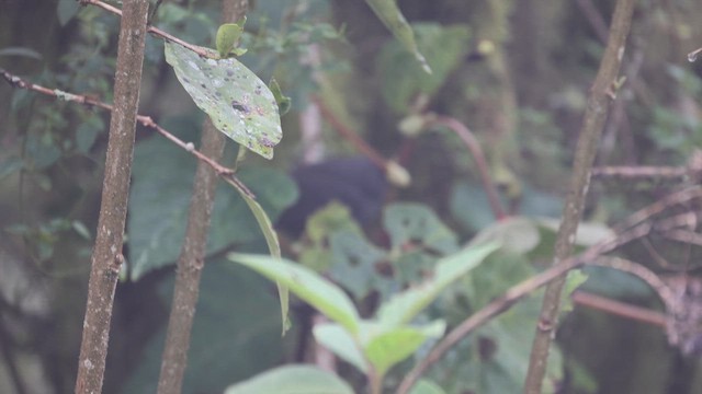 Unicolored Tapaculo - ML645695783