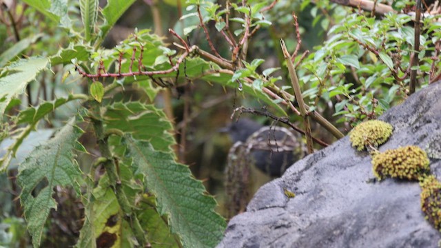 Unicolored Tapaculo - ML645695784