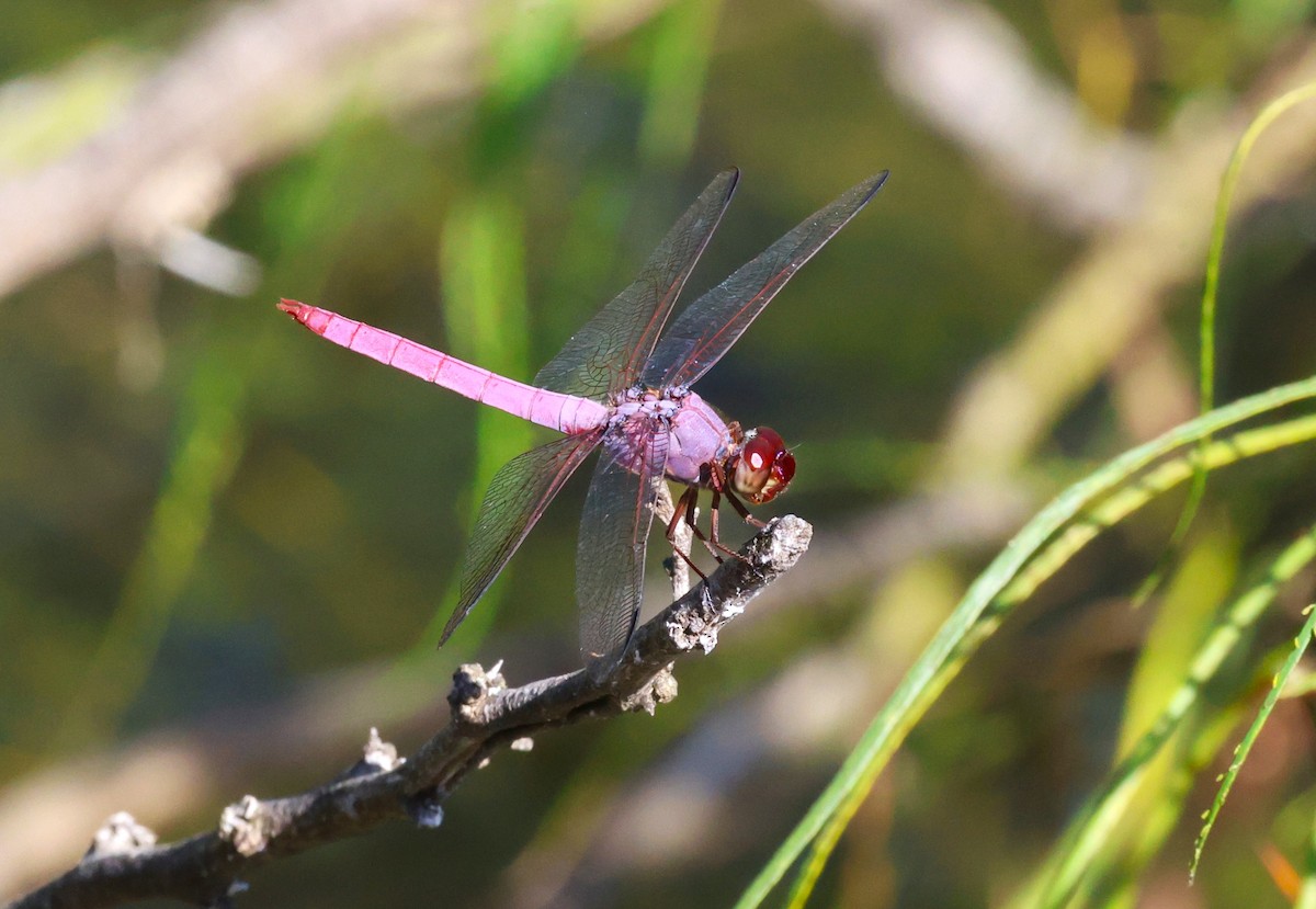 Roseate Skimmer - ML645695787