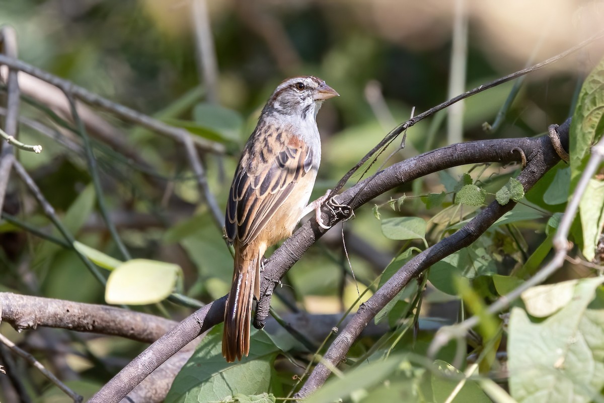 Cinnamon-tailed Sparrow - ML645695788