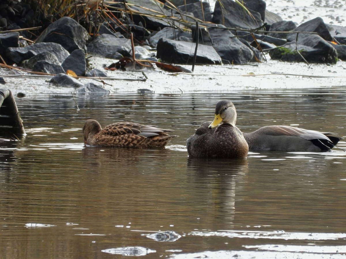 ברווז שחור אמריקני - ML645695789