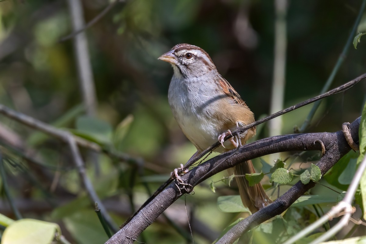 Cinnamon-tailed Sparrow - ML645695790