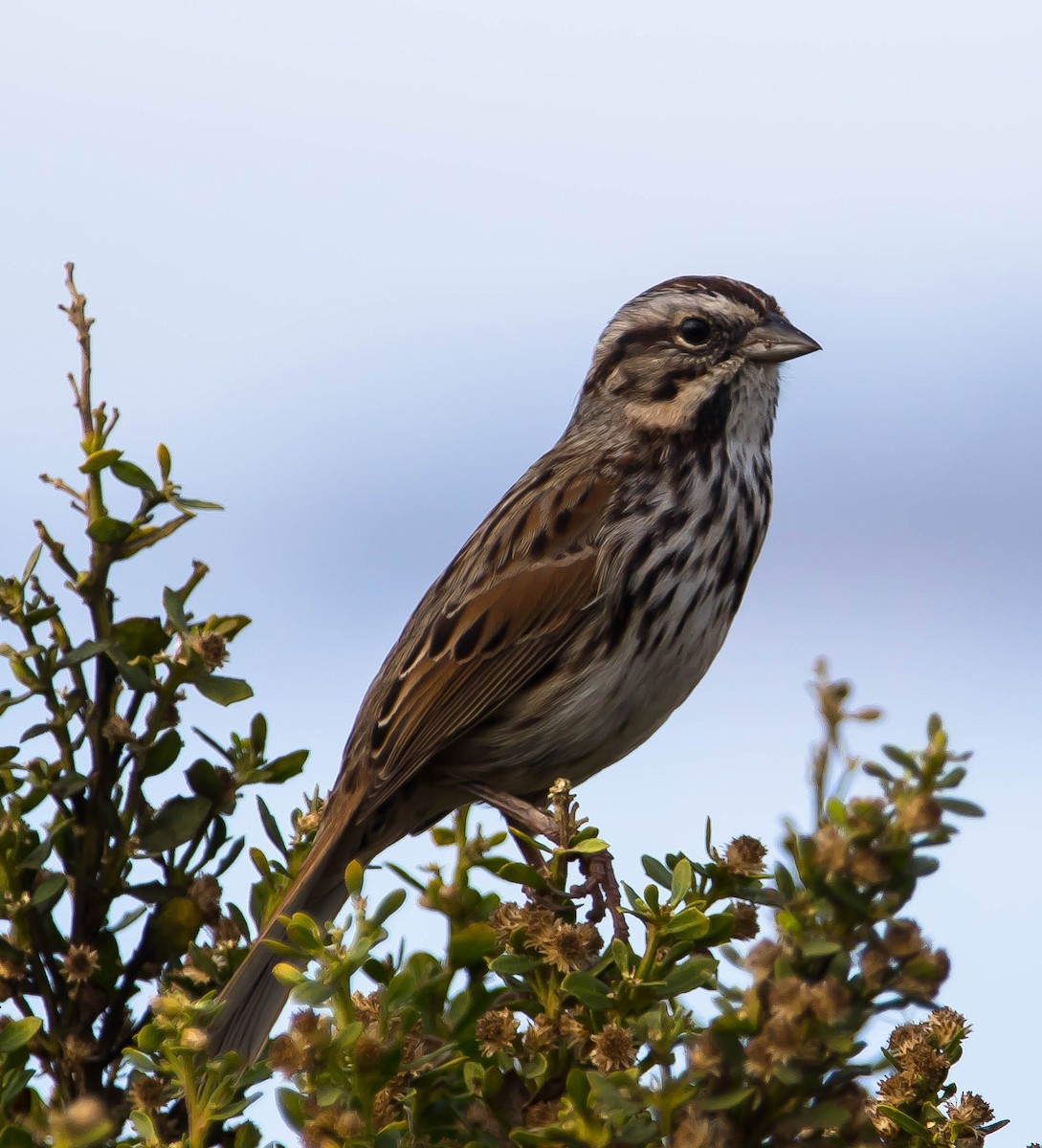 גיבתונית רוננת - ML645695791