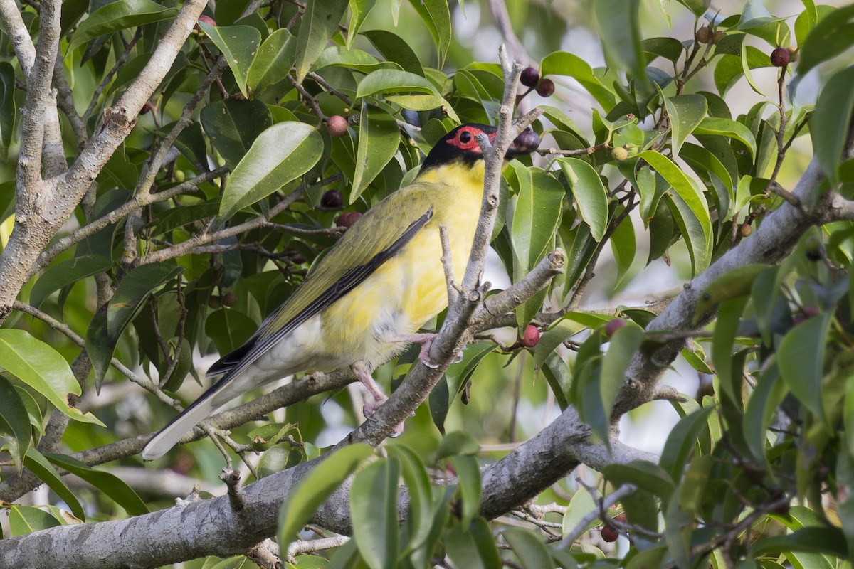 Australasian Figbird - ML645695792