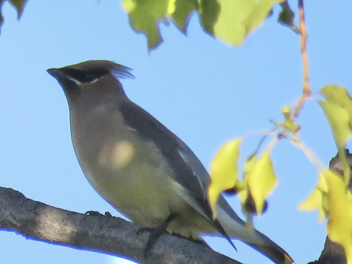 ציצנית אמריקנית - ML645695795