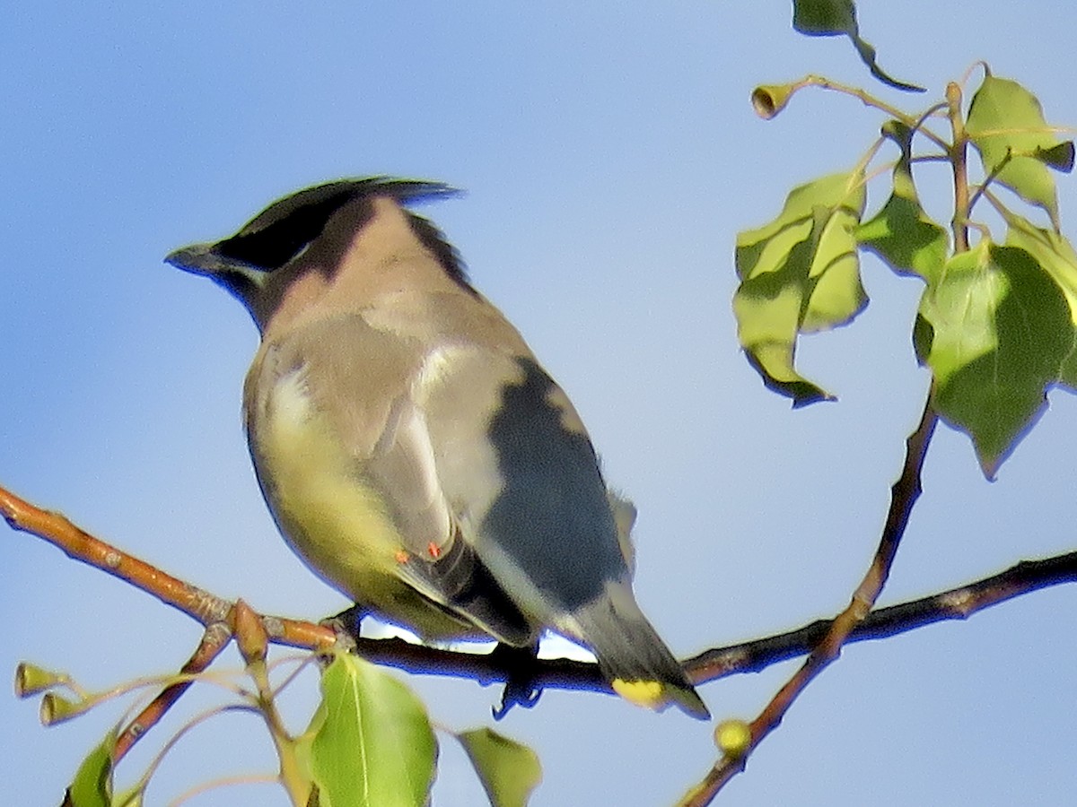 ציצנית אמריקנית - ML645695796