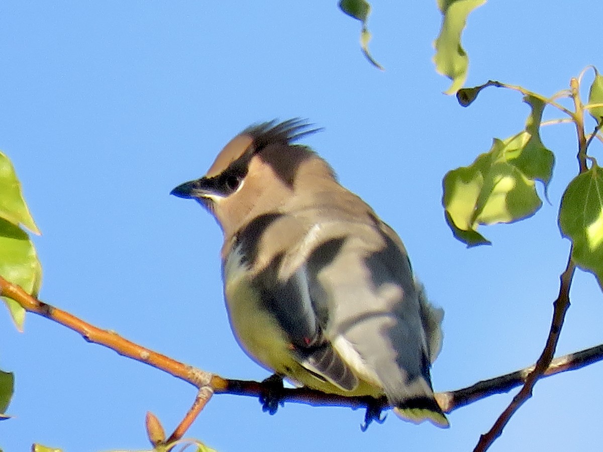 ציצנית אמריקנית - ML645695797