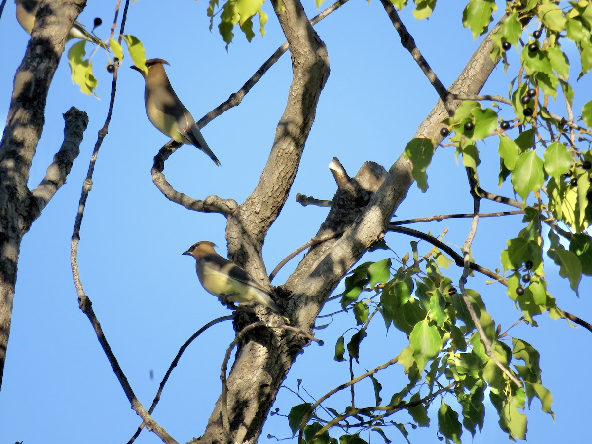 ציצנית אמריקנית - ML645695798