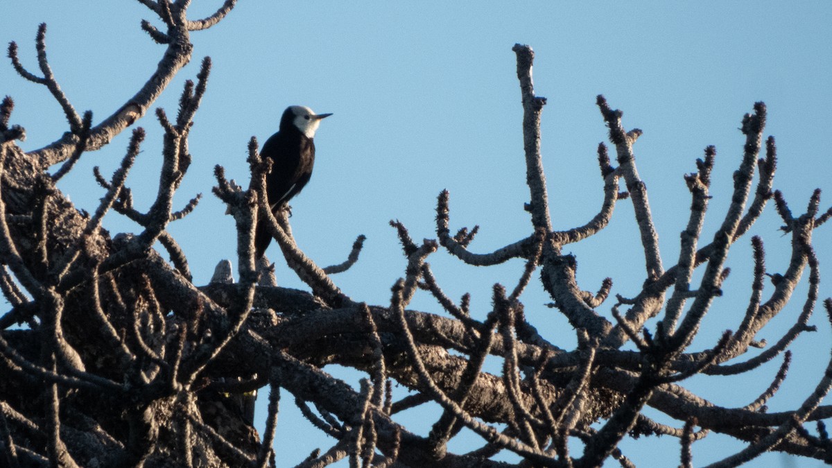 White-headed Woodpecker - ML645695800