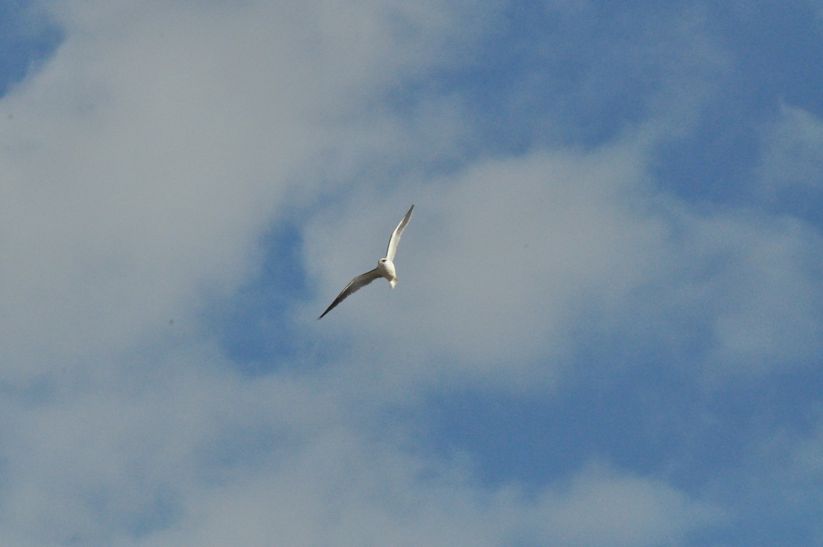 Black-shouldered Kite - ML645695801