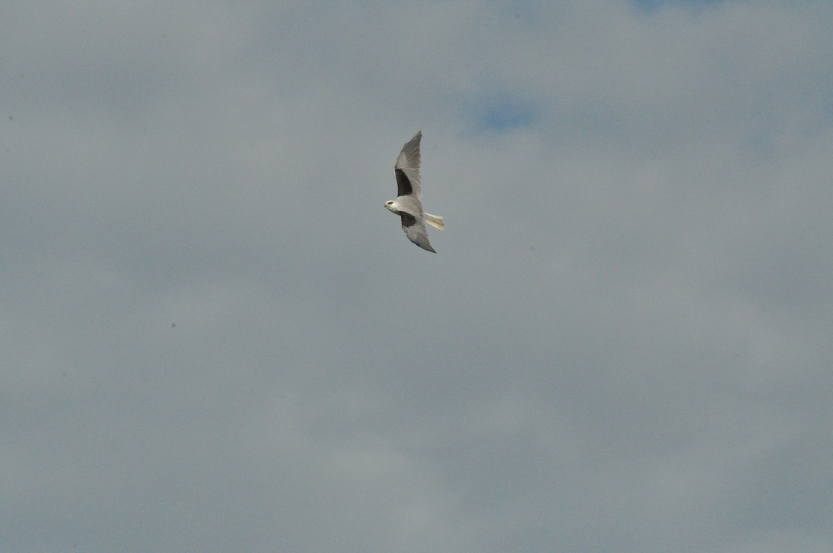 Black-shouldered Kite - ML645695802