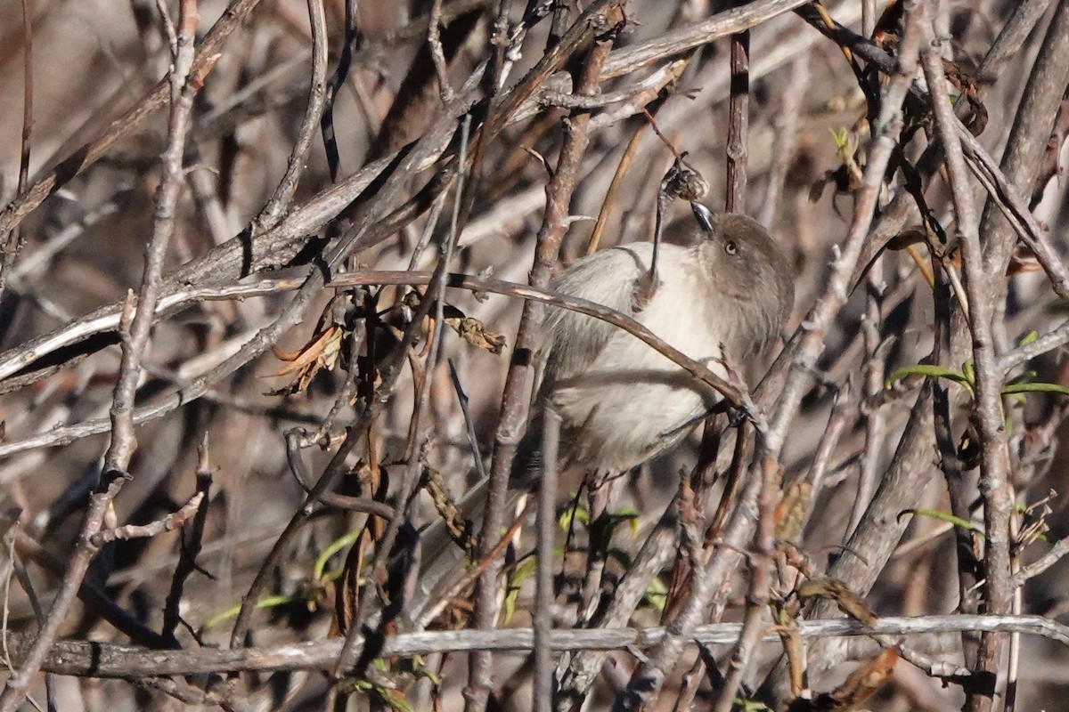 Bushtit - ML645695803