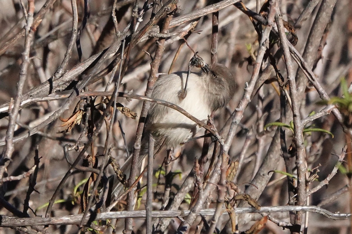 Bushtit - ML645695804