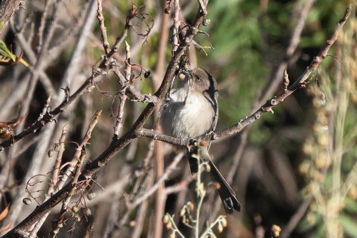 Bushtit - ML645695805