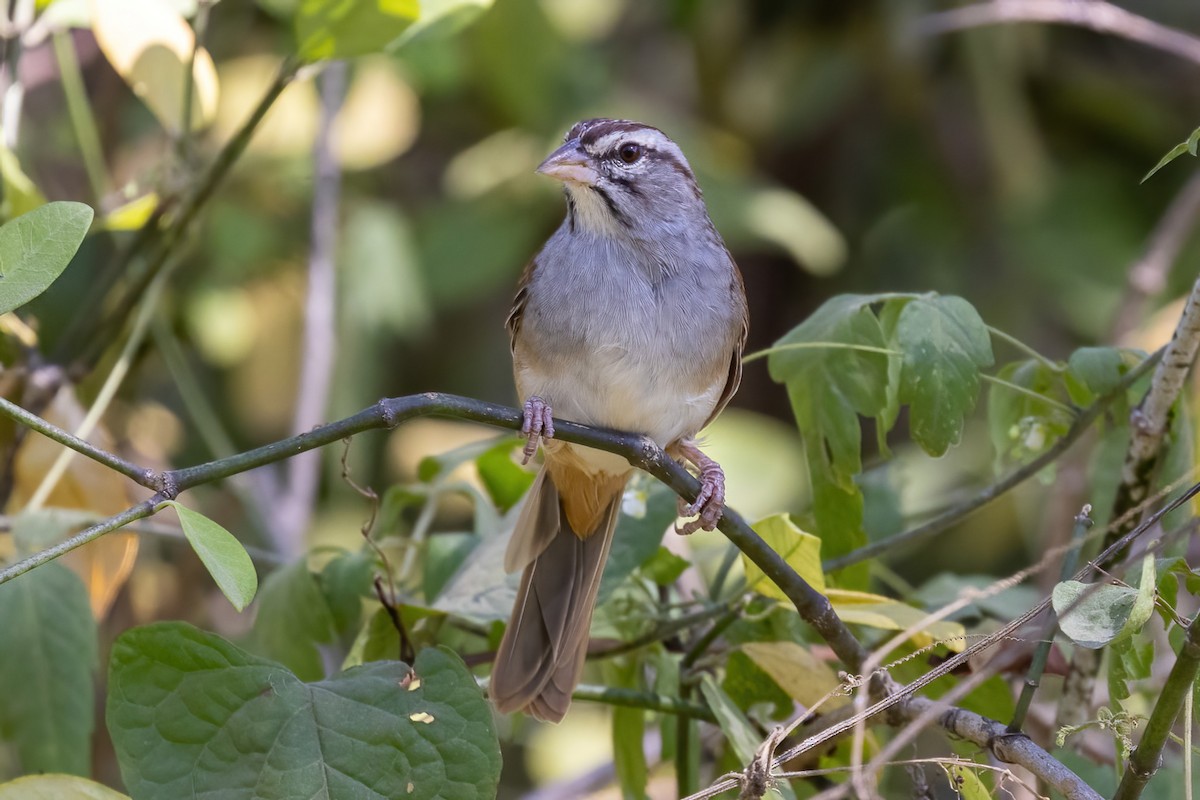 Cinnamon-tailed Sparrow - ML645695806