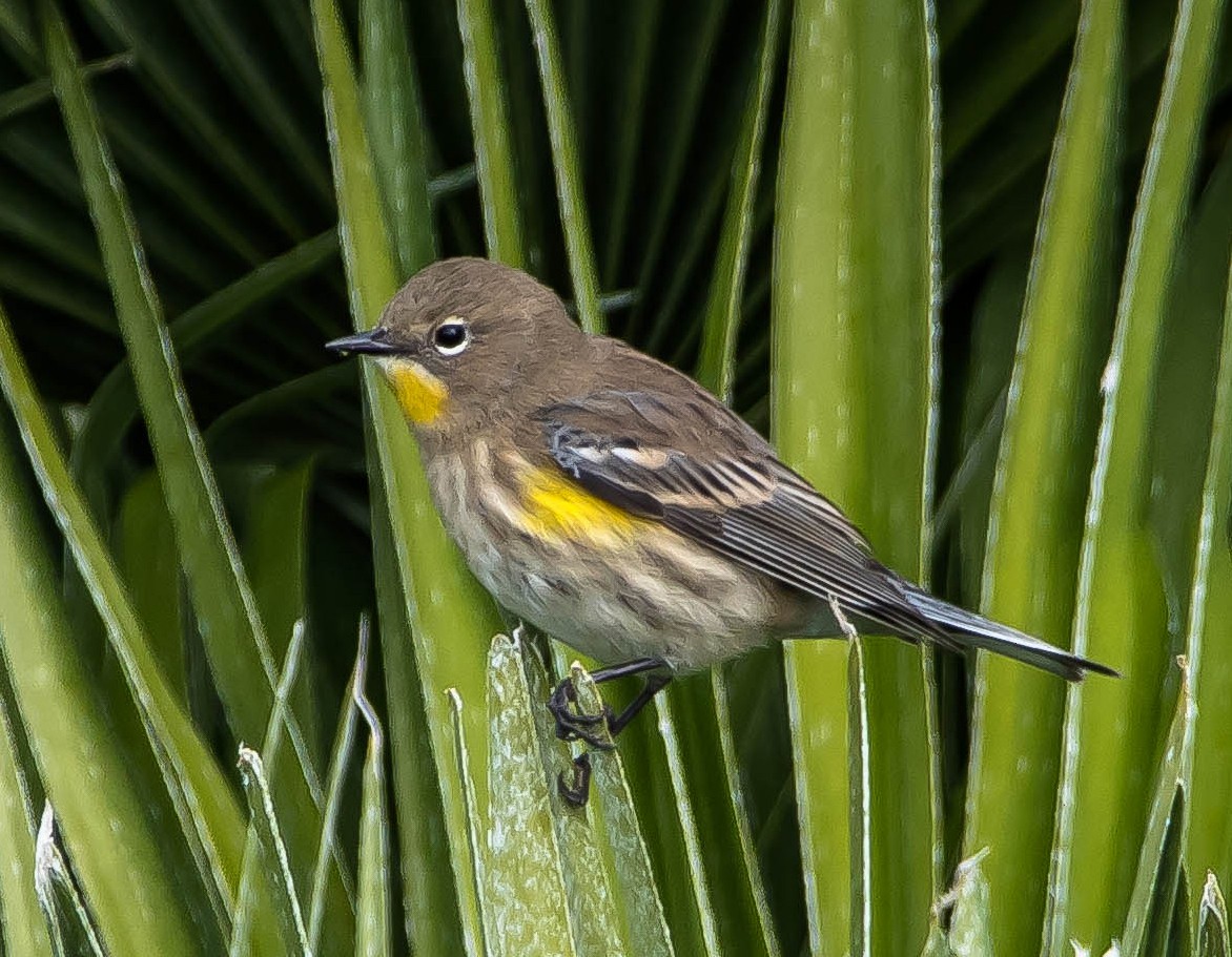 סבכון הכתר - ML645695807