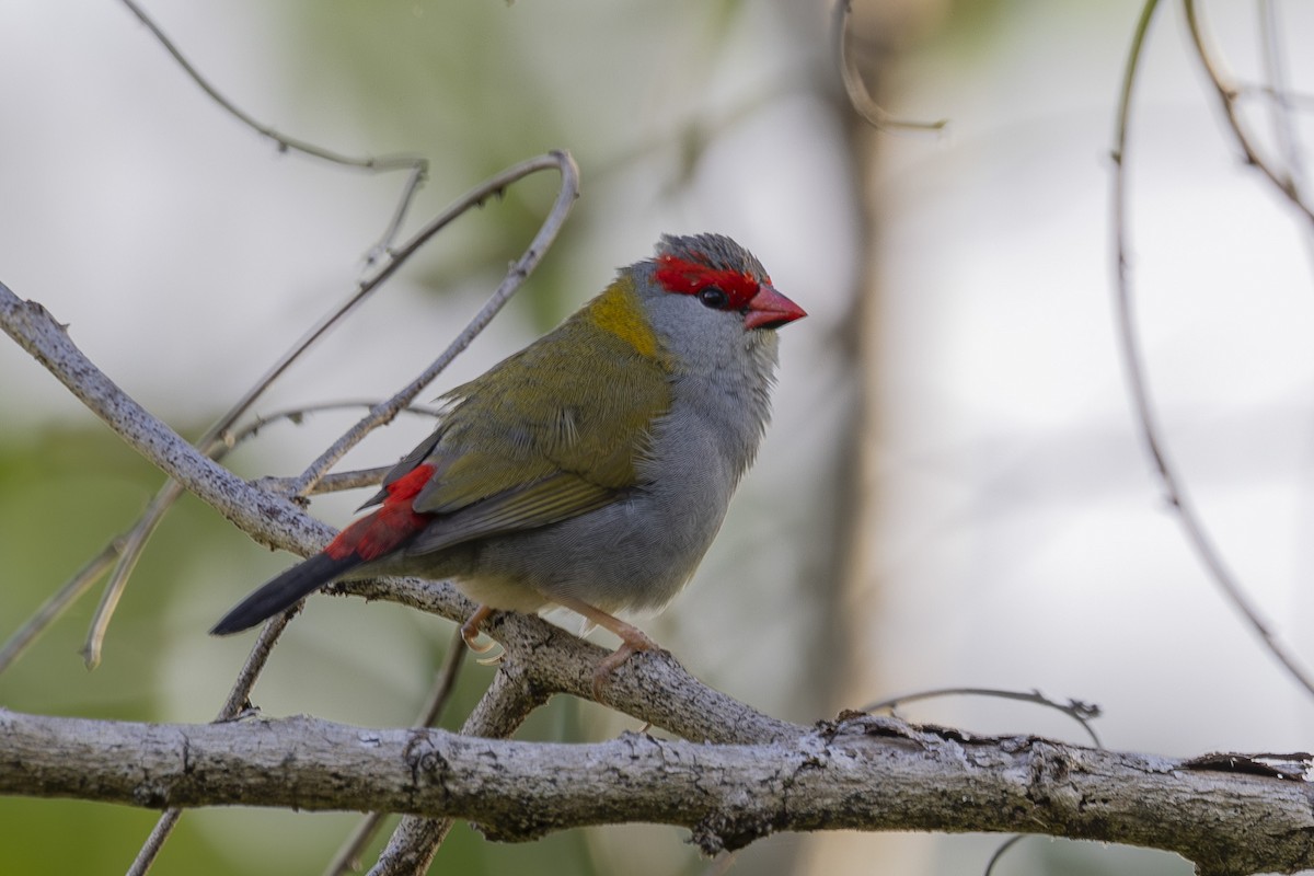 Red-browed Firetail - ML645695808