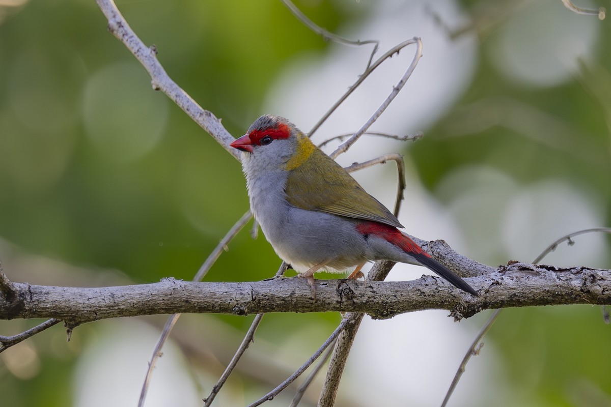 Red-browed Firetail - ML645695809